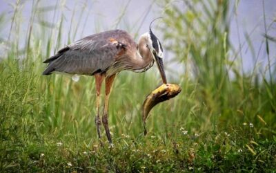 Wainwright’s Natural History Competition 2023