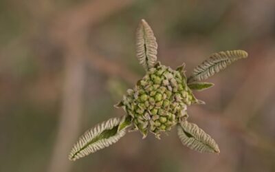 5-April 23 – Snappers visit to Yoesden Bank Nature Reserve