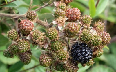 2-August 23 – Snappers Group explore Chinnor Nature Reserve (BBOWT)