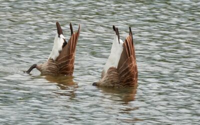 15-May 24 – Snappers Group visit to College Lakes