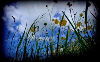 5-June 24 – Snappers Group visit Yoesden Bank, Bledlow Ridge