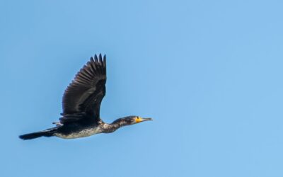 21-August 24 – Snappers visit Western Turville Reservoir (BBOWT)