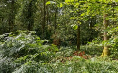 7-August 24 – Woodland Photography – Cowleaze Wood