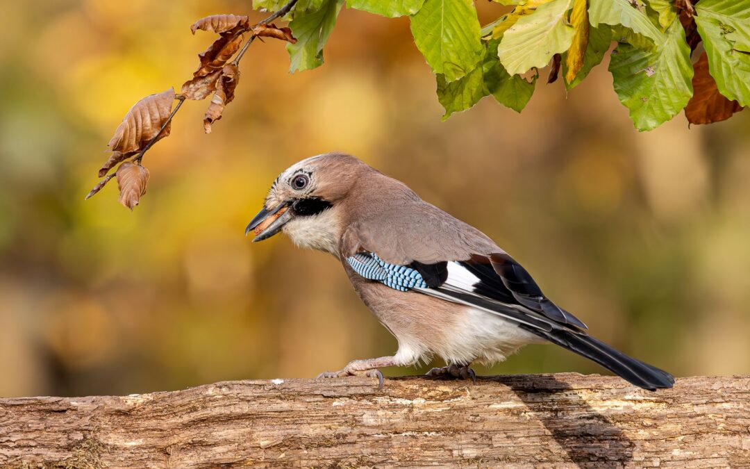 24-February 25  – Wainwright Natural History Trophy Competition