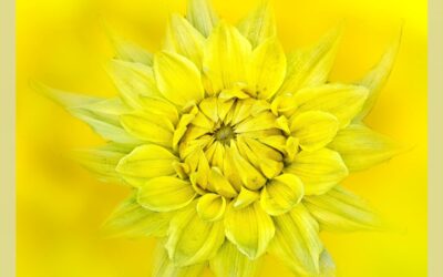 10-February 25 – My Flower Photography a talk by Peter Parrey