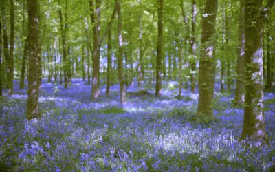 7-May 25 – Snappers Group visit to Dockey Wood and Ashridge Estates