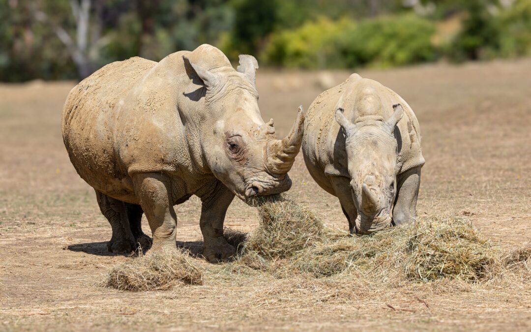 16-July 25  – Snappers visit Cotswold Wildlife Park