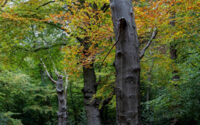 15-October 25 – Snappers visit Burnham Beeches
