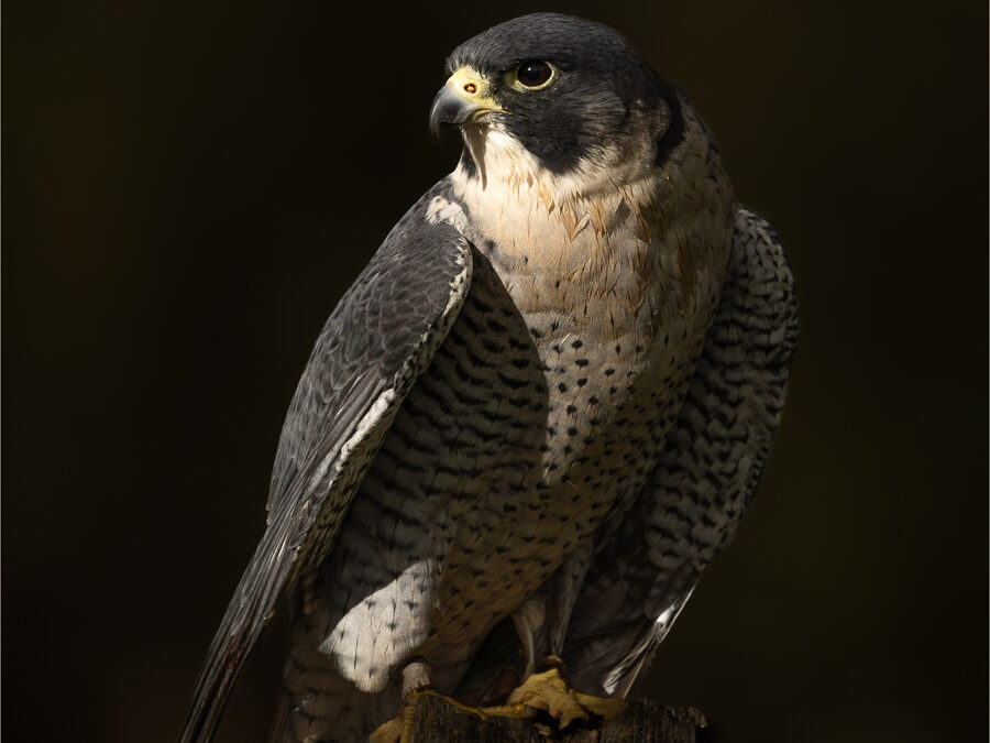 23-February 26  – Wainwright ‘Natural History’ and Aggregate Round 4 Competitions.
