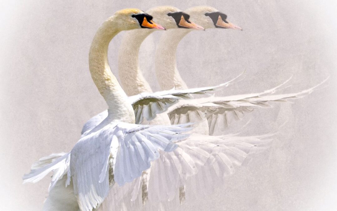 1-June 26 – The Albert Rigby Memorial Competition